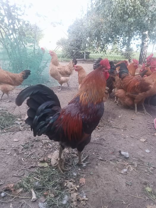 Kogut zielononóżki koguty