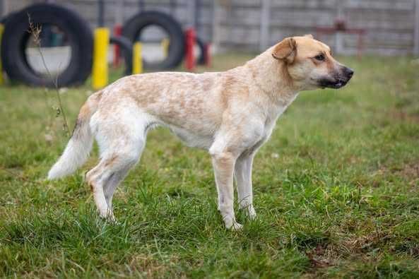 Porzucona młoda Bianka szuka spokojnego domku