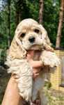Cocker spaniel amerykański fci