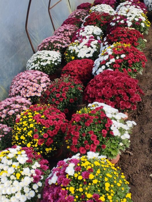 Chryzantemy drobnokwiatowe