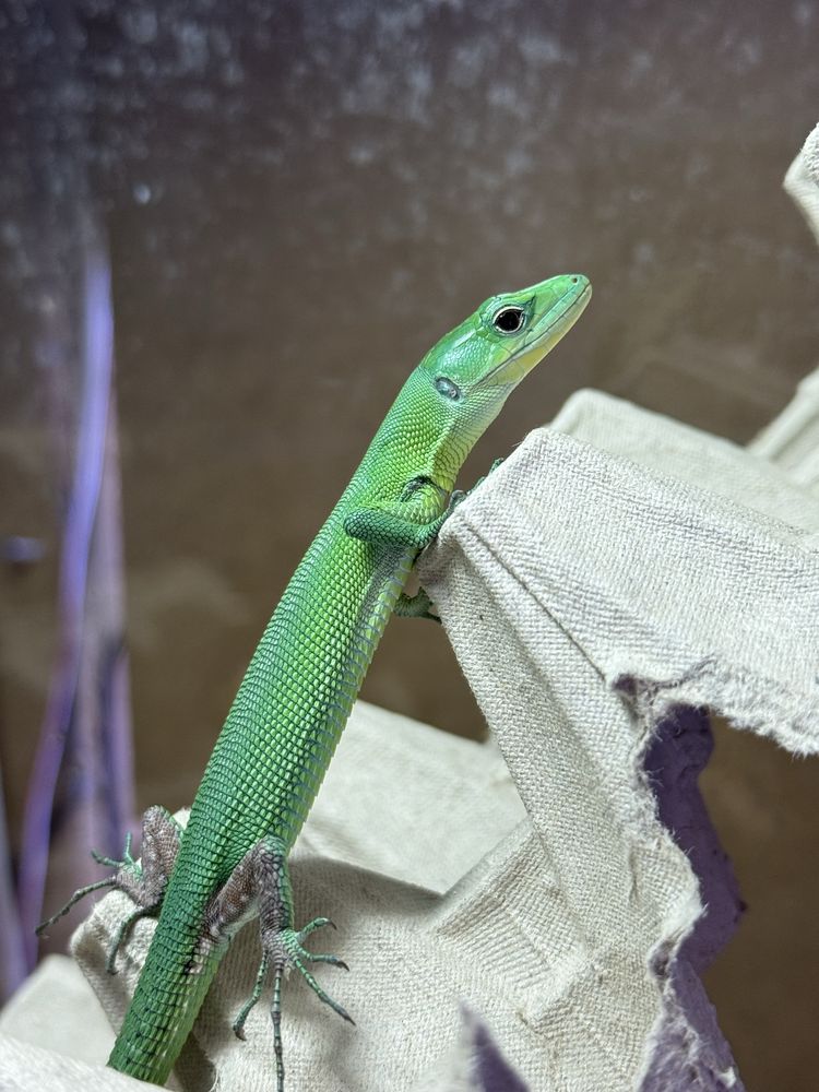 Gastropholis prasina mint jaszczurka szmaragdowa półroczna samiczka