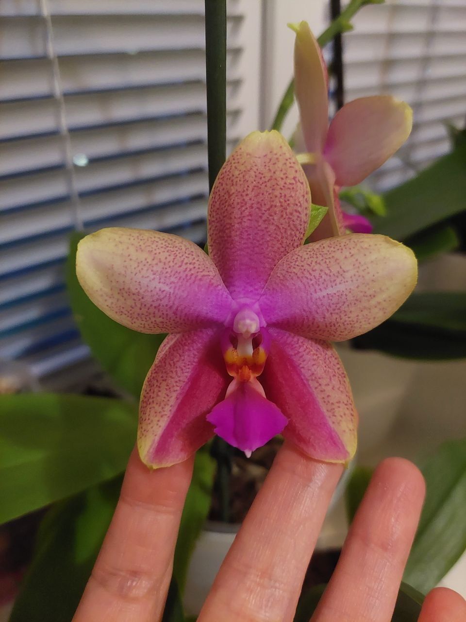 Орхидея Phal. Liodoro,ароматная