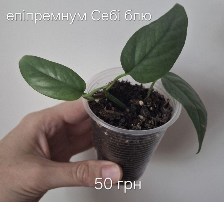 Діффенбахія,епіпремнум себі блу,філодендрон біркін,драцена