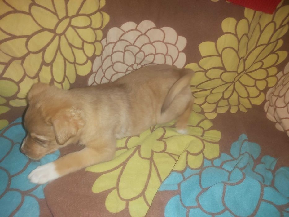 piekne samce MIX LABRADORA ok. 3 miesiące