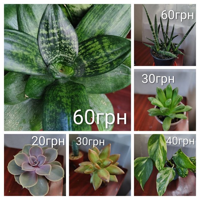 КІМНАТНІ РОСЛИНИ — сукуленти, гастерії, хавортії, седуми, ехіверії