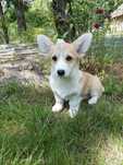 Welsh corgi pembroke suczka