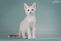 Кошечка милая и нежная, манчкин лонг