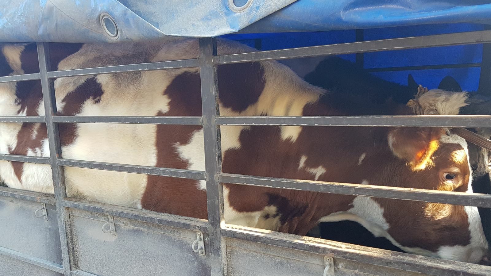 Продам корову молоду після теляти