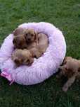 Cavapoo-Cavalier+Pudel