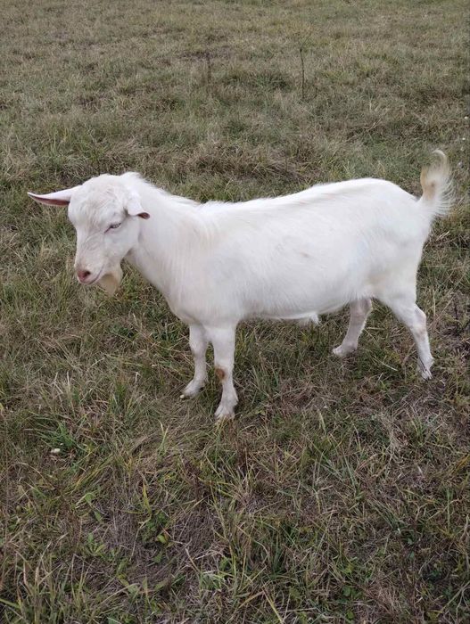 Козел 9 міс і 2 дорослі кози НА М'ЯСО