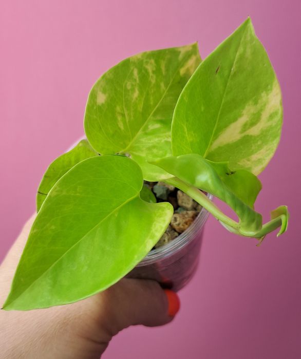 Epipremnum Golden Pothos Neon Variegata