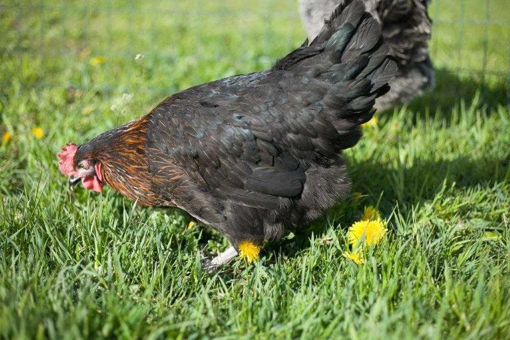 Kurki kokoszki nioski Rosa kolorowa na wybieg transport na miejsce