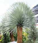 Juka rostrata / Yucca rostrata / ~55cm mrozoodporna!