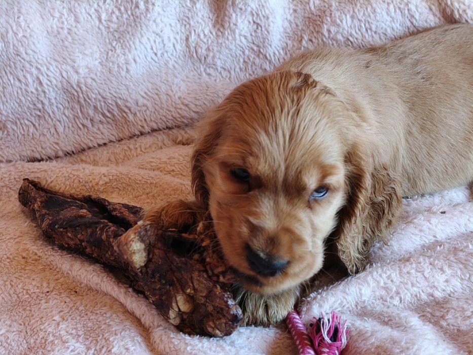 Piesek Cocker spaniel, badania genetyczne