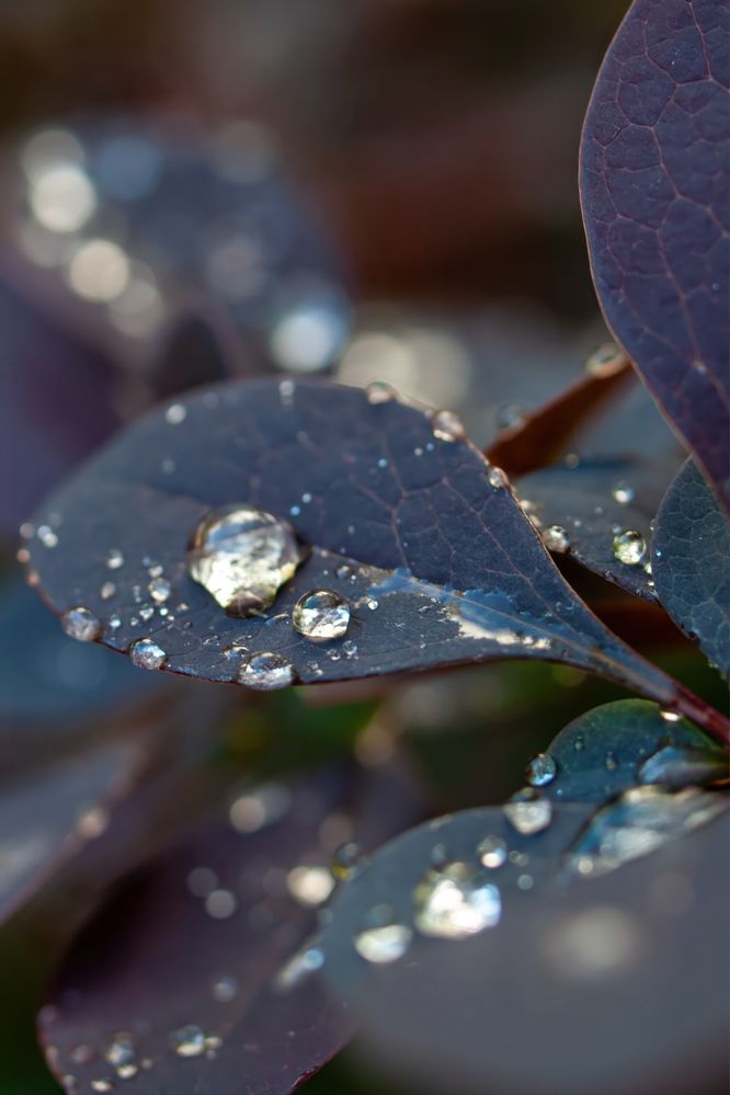 Panasonic L1 + Zuiko 35 mm f/3.5 Macro | Magia koloru CCD