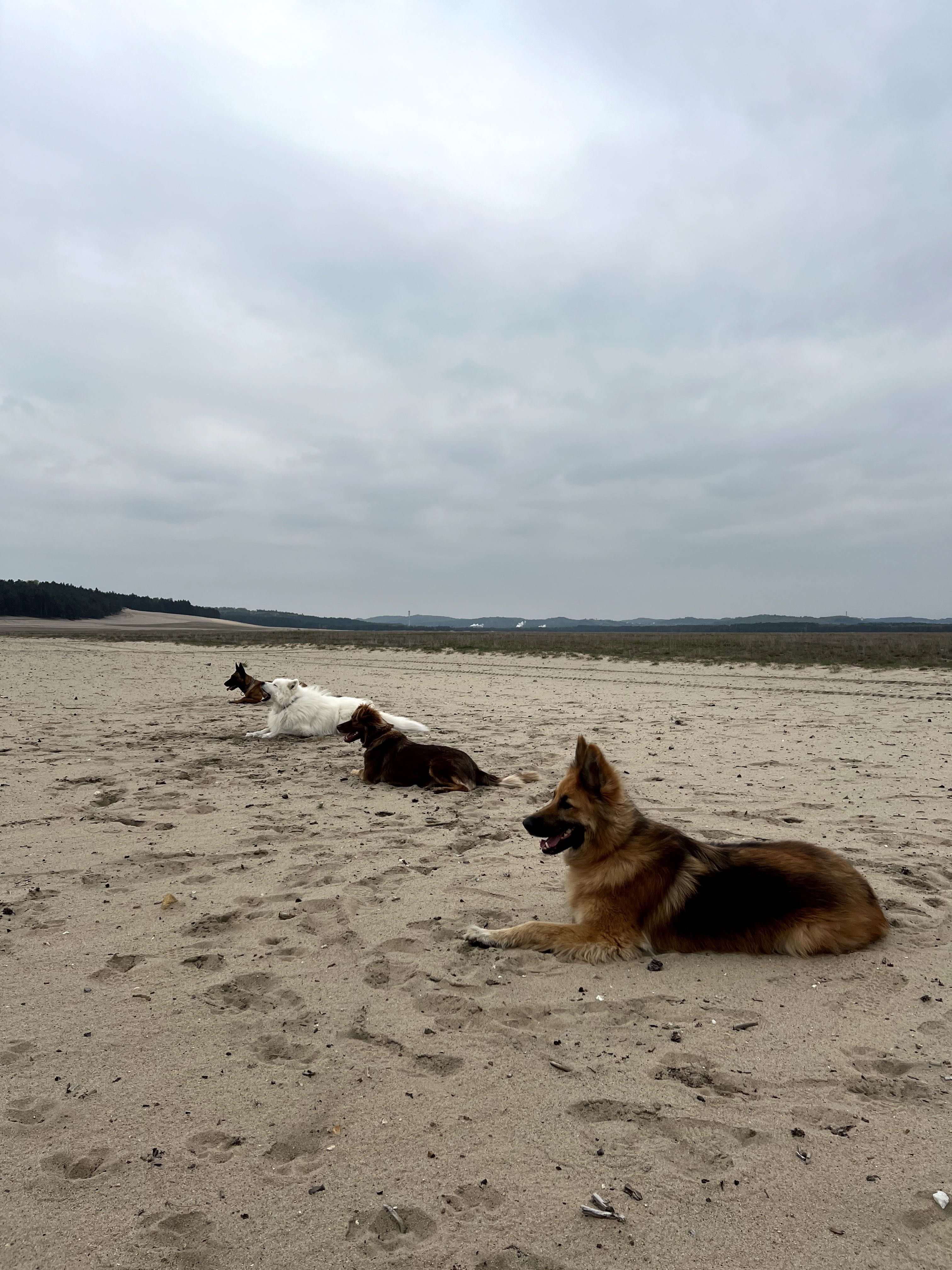 Obedience, szkolenie psów, behawiorystka