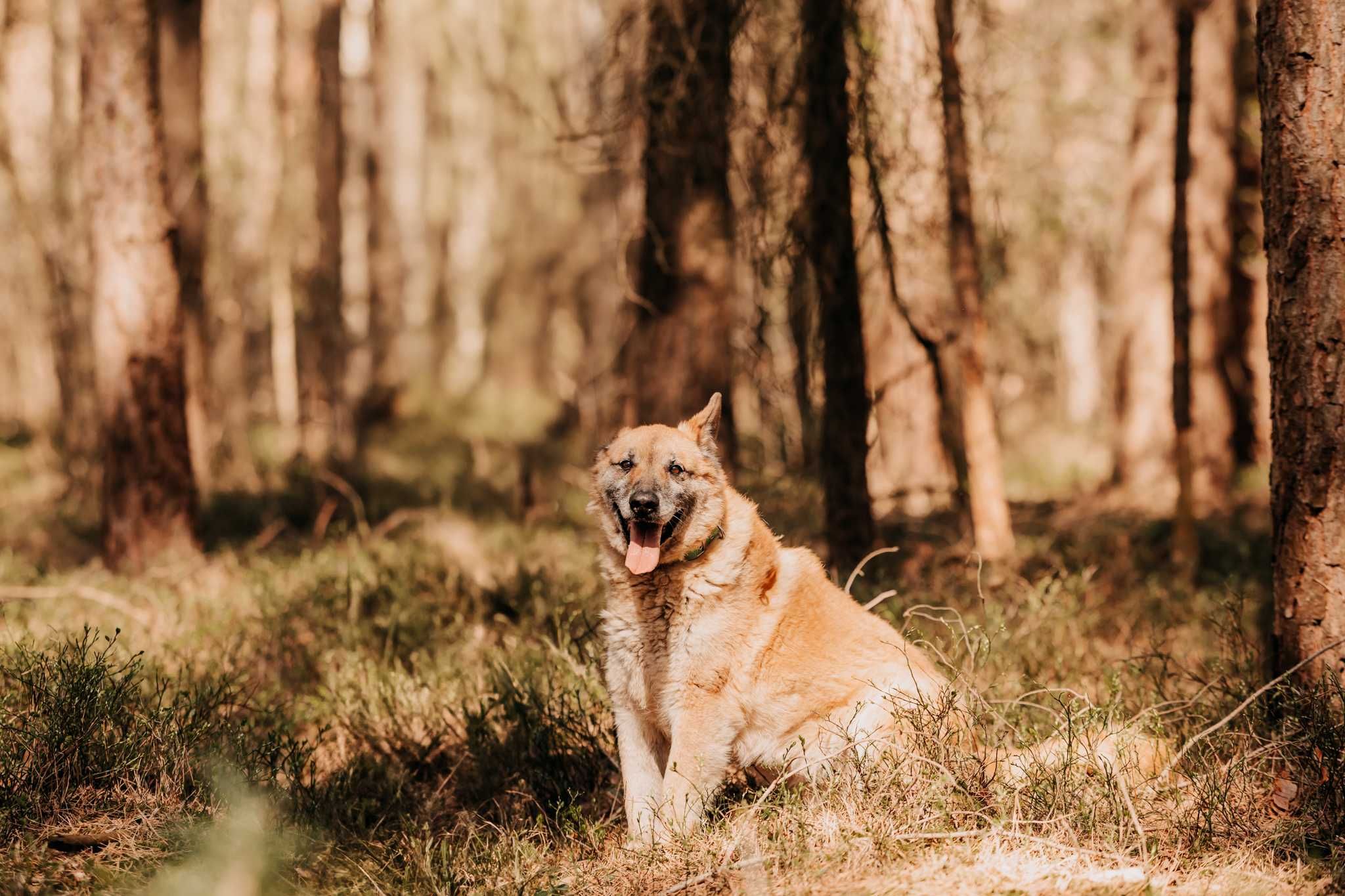 Piękny, przyjazny, rudy pies Miodek do adopcji!