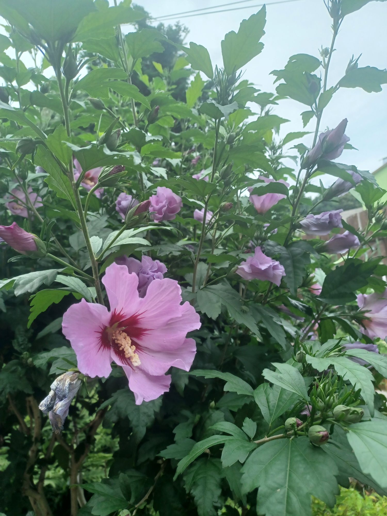 Hibiskus ketmia chińska róża sadzonki sadzonka hibiskusa