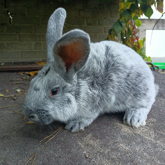Króliki wjs samica