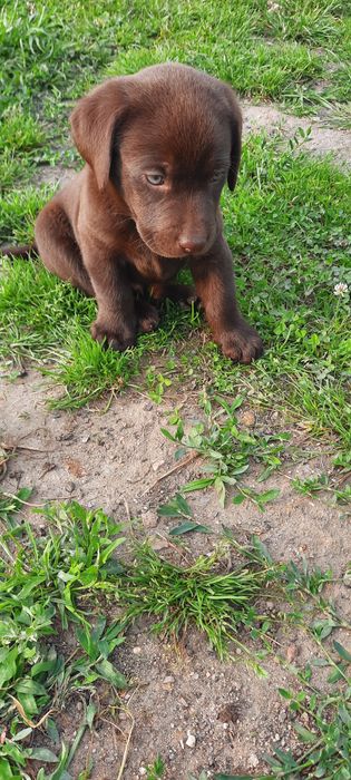 Labrador Retriever