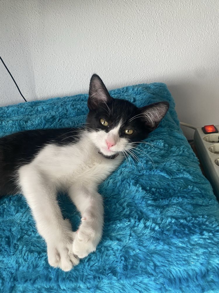 Gato bebé para adoção