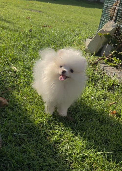 Piesek maleńkich rozmiarów Szpic Miniaturowy-Pomeranian.