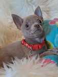 **MILKI**chihuahua piesek liliowy gotowy do zmiany opiekuna