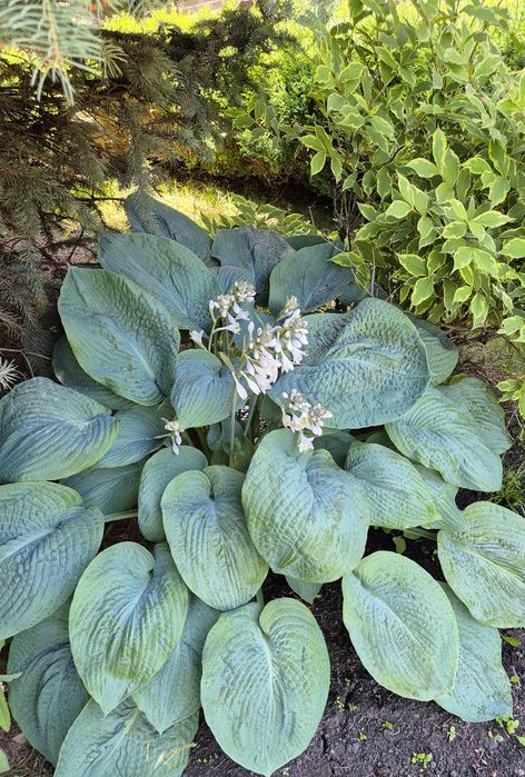 Хоста (огромные голубые  листья)