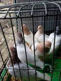 Продам голубів породи будапешти високольотні.. Ціна 150-300гр.1шт.