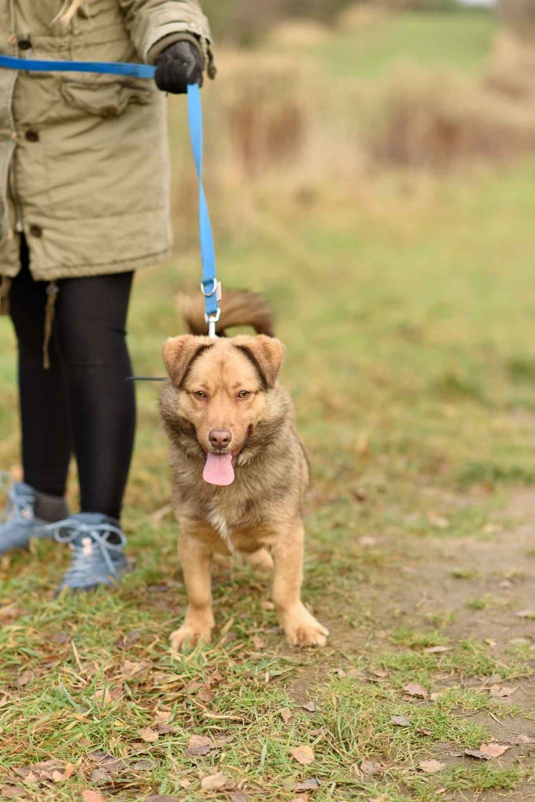 Tano czeka na adopcję