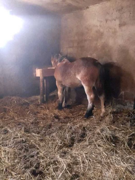 Sprzedam źróbkę zimnokrwistą