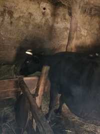 Срочно продам корову чисто чёрную