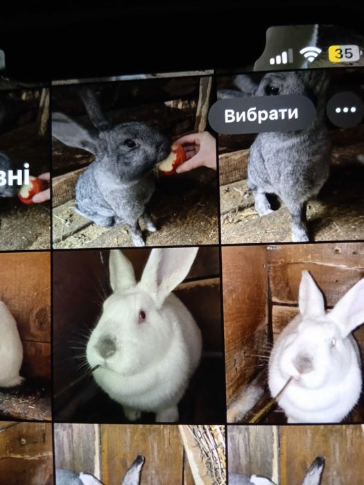 Продам кроликів,