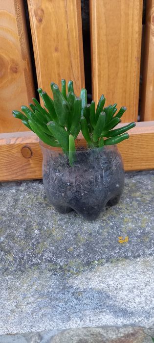 Muda de cato crassula ovata