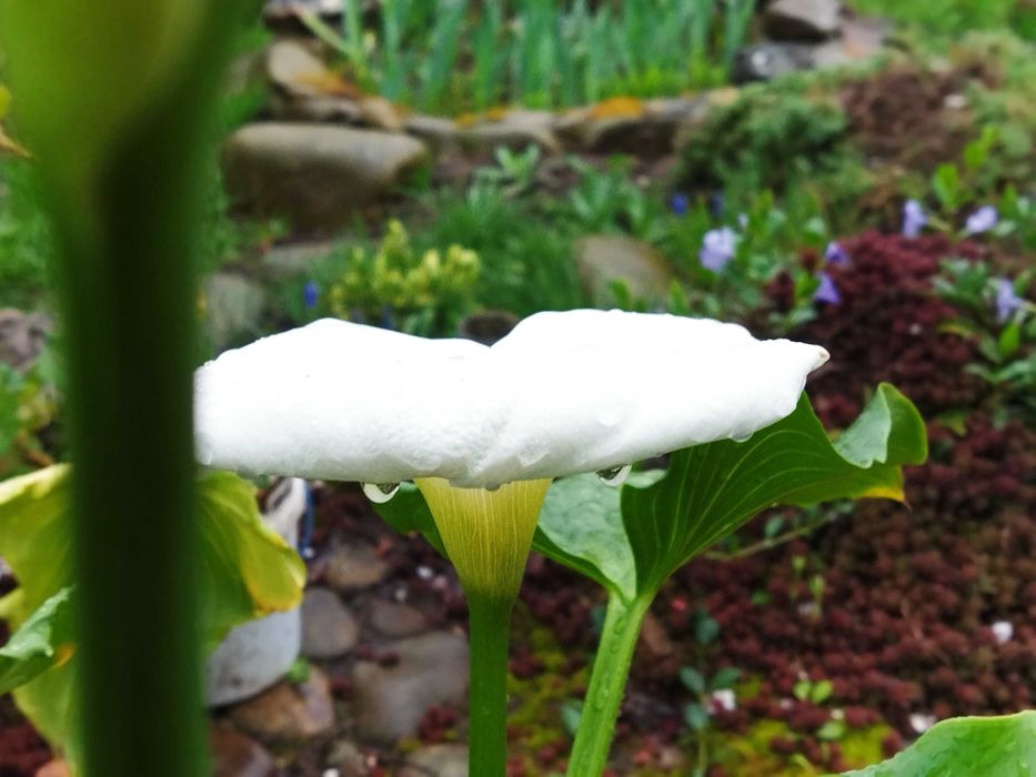 Кала біла ефіопська