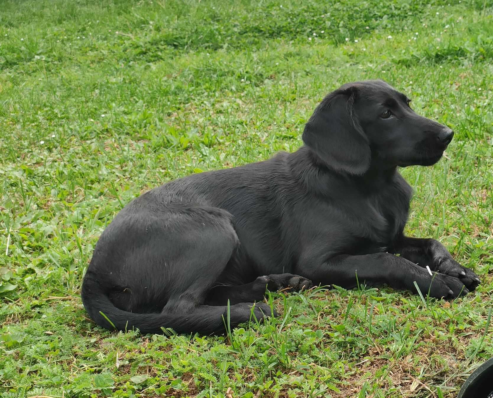 Szczeniak suczka mieszaniec labradora i Cocker spaniela