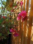 Oleander  różowy o podwójnych kwiatach