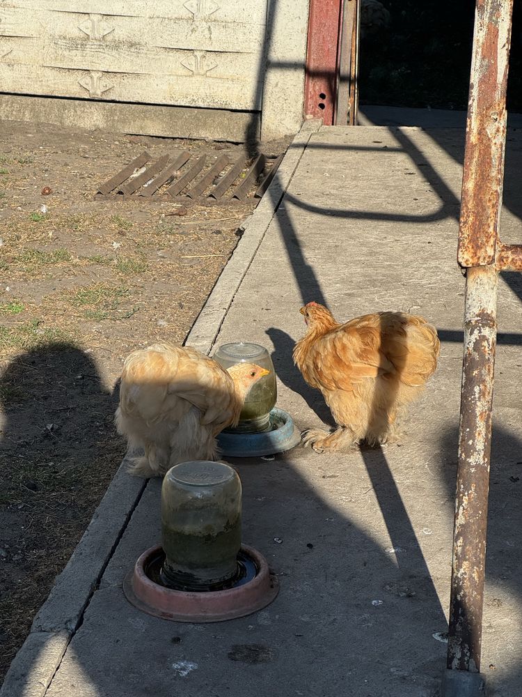 карликовий кохінхін