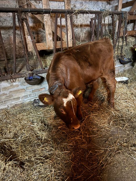 Cielaki odsatki czerwone