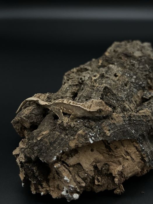 Młody Gekon Orzęsiony Pinstripe nsex