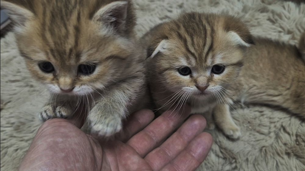 Висловухі та прямоухі шотландські кошенята, хлопчик та 3 дівчинки