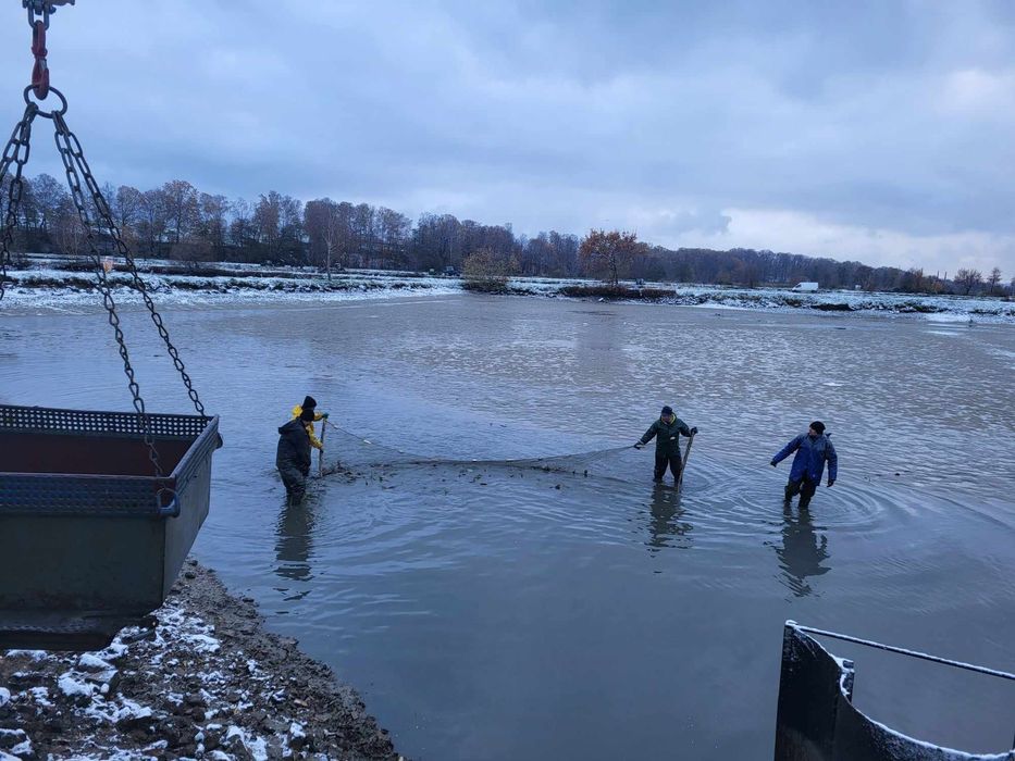 Karp handlowy/zarybieniowy 1.5/3kg hurt/detal