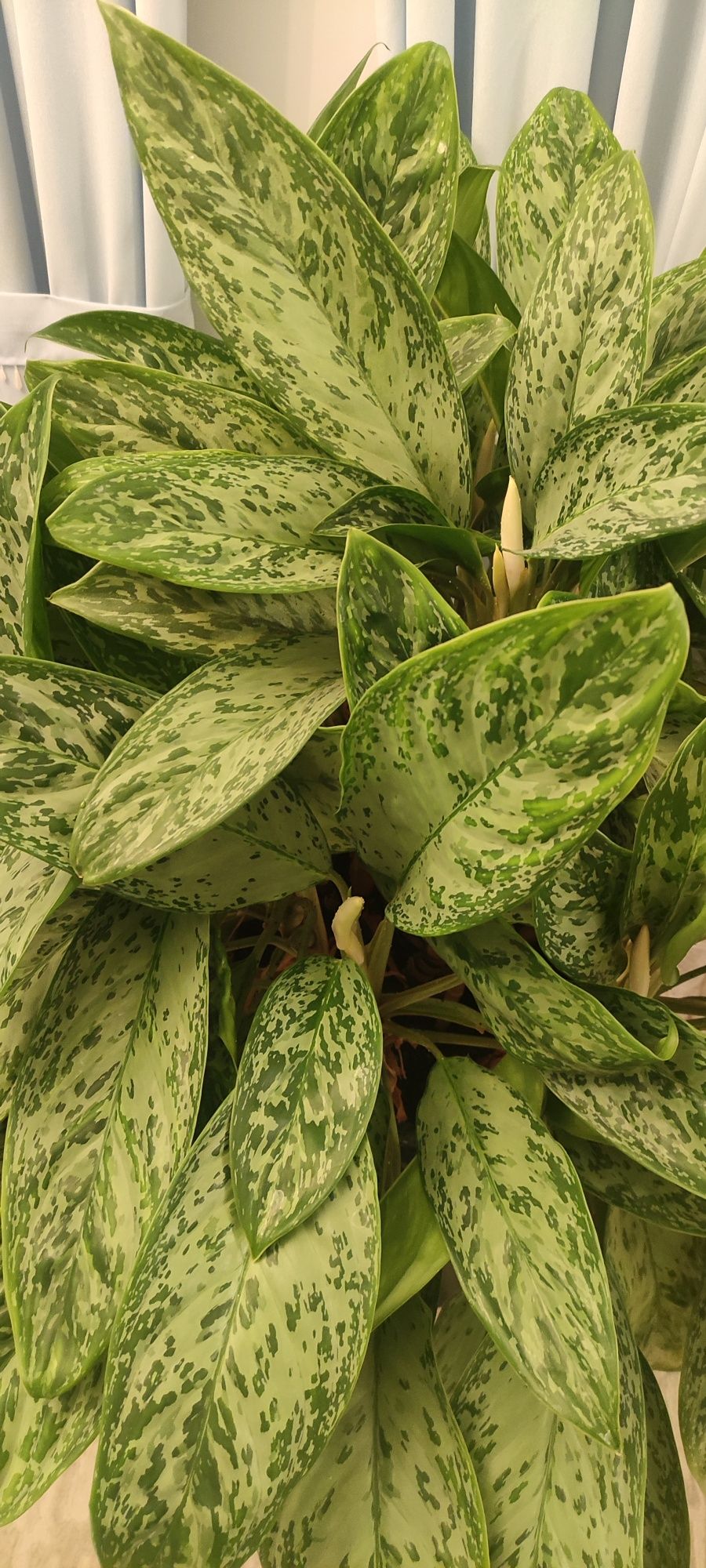Roślina doniczkowa Aglaonema  Peacock wys 100 cm