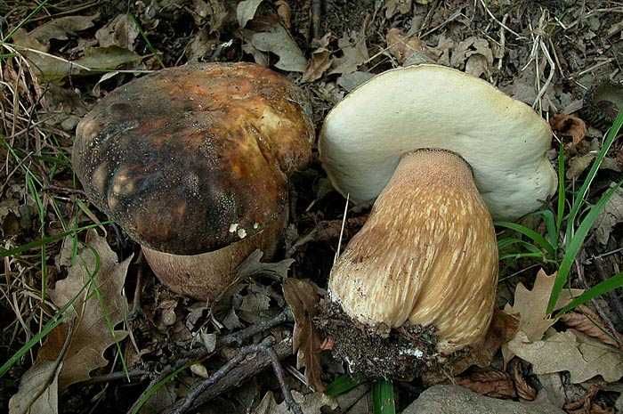 Мицелий Белого гриба темно-бронзового