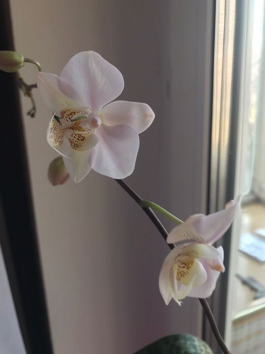 Орхідея, фаленопсит розпродаю свою колекцію