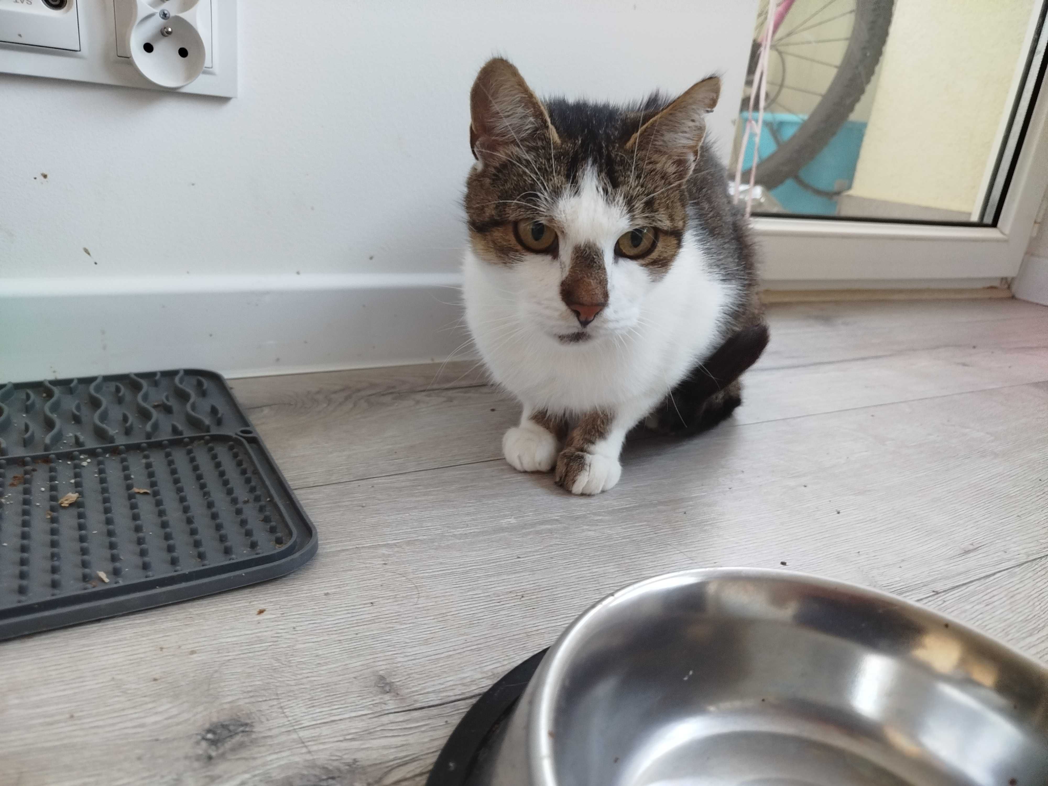 Kotka do adopcji