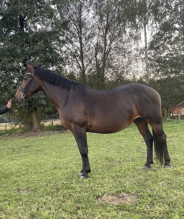 Ogierek Śląski 6 miesięcy niezwykły spokój