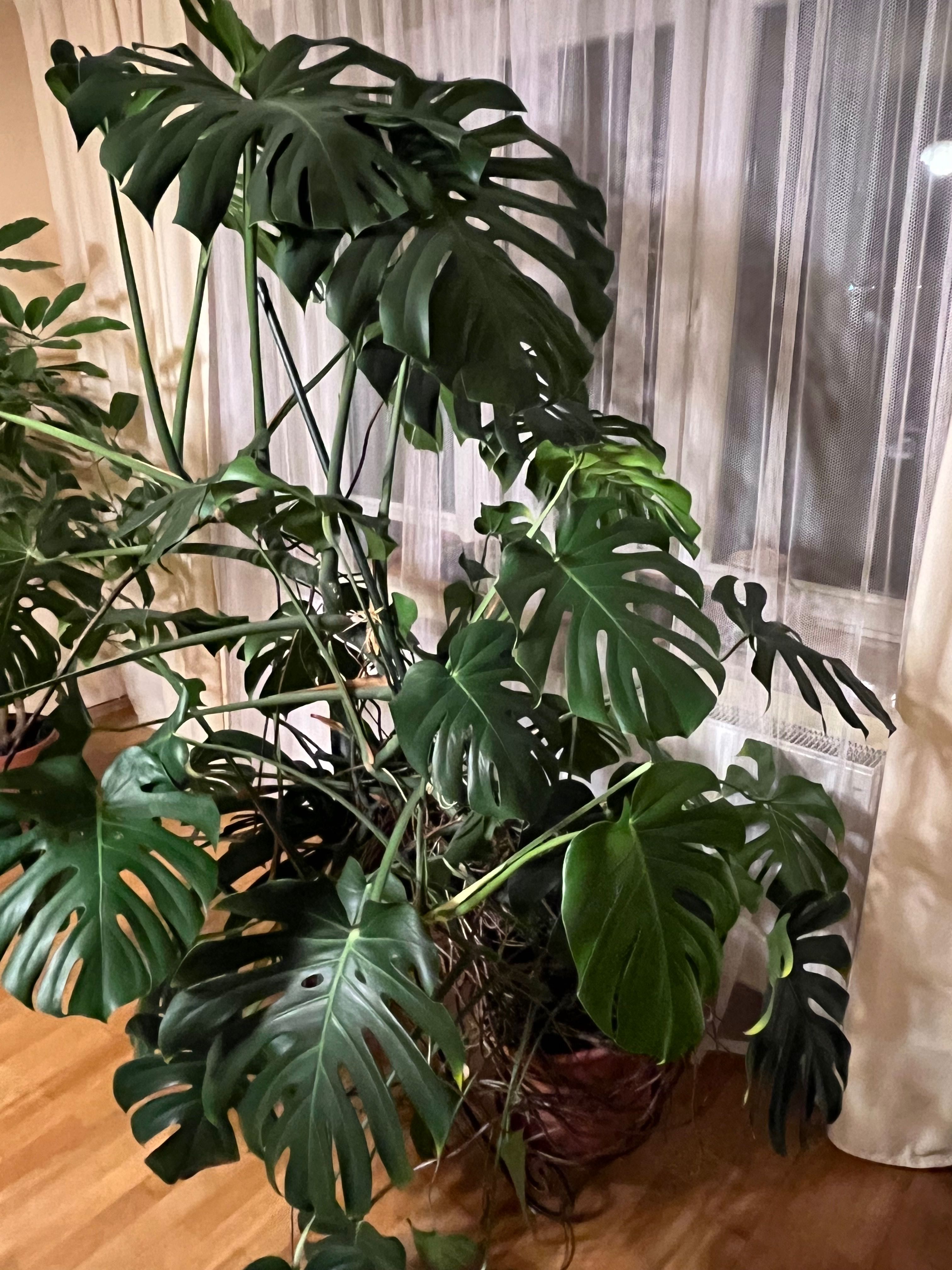 Monstera ok 200 cm wysokosci.
