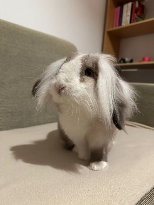 Novo lar para coelha