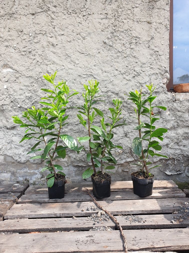 Laurowisnia novita 100cm ! Promocja wiosenna!